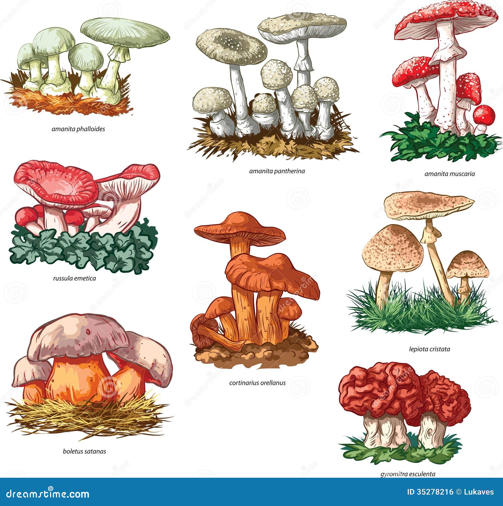 poisonous mushrooms