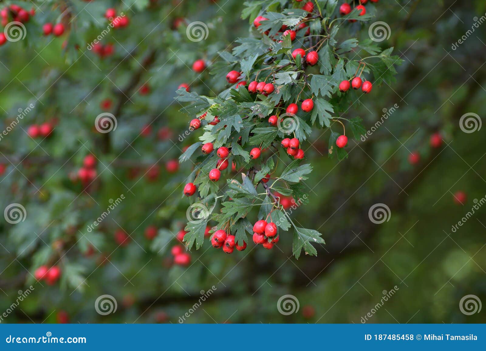 Poisonous Red Berries Against a Green Background Stock Photo Image of berries, flower 187485458