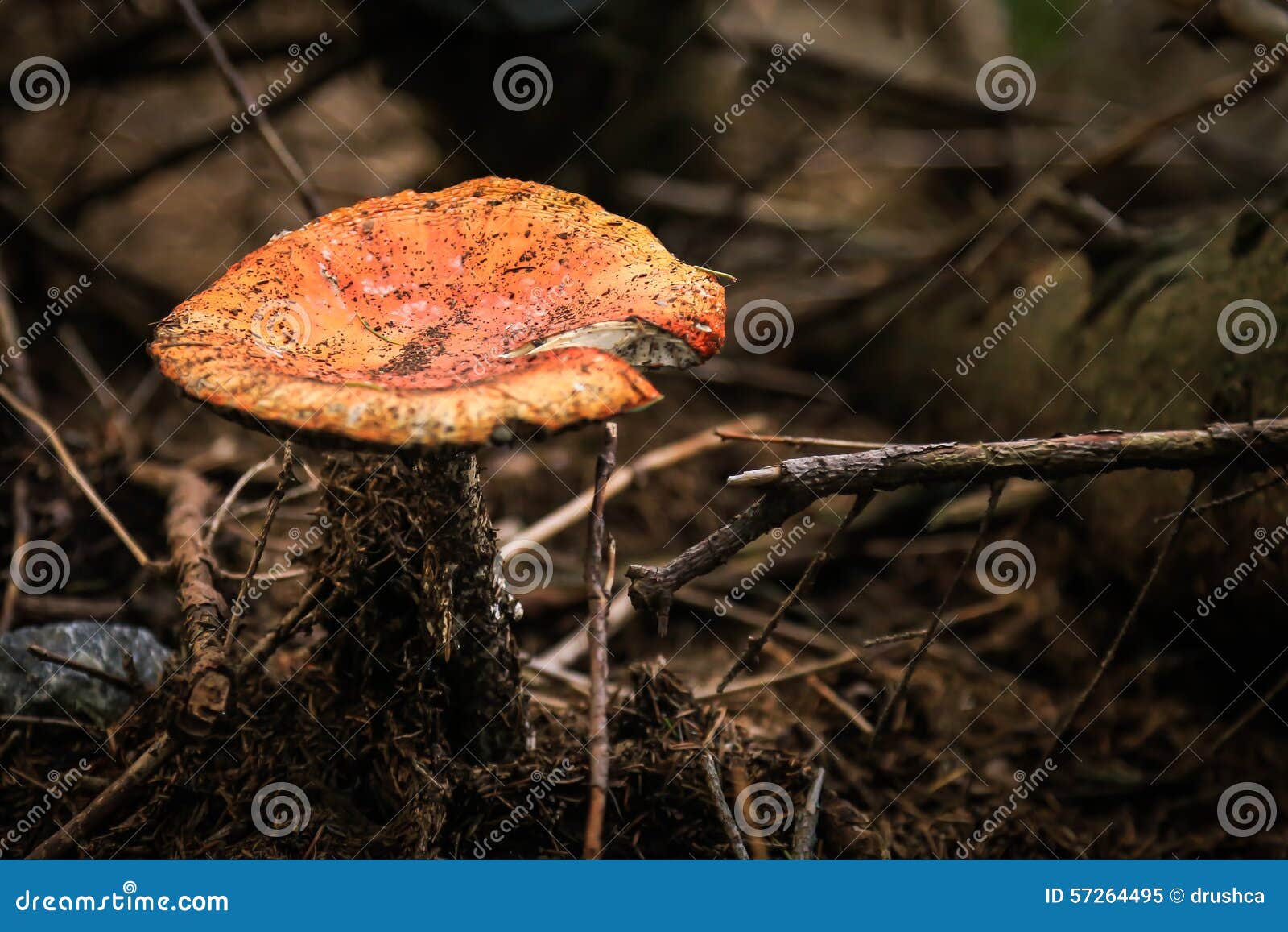 Poisonous red mushroom stock image. Image of toxic, plant 57264495
