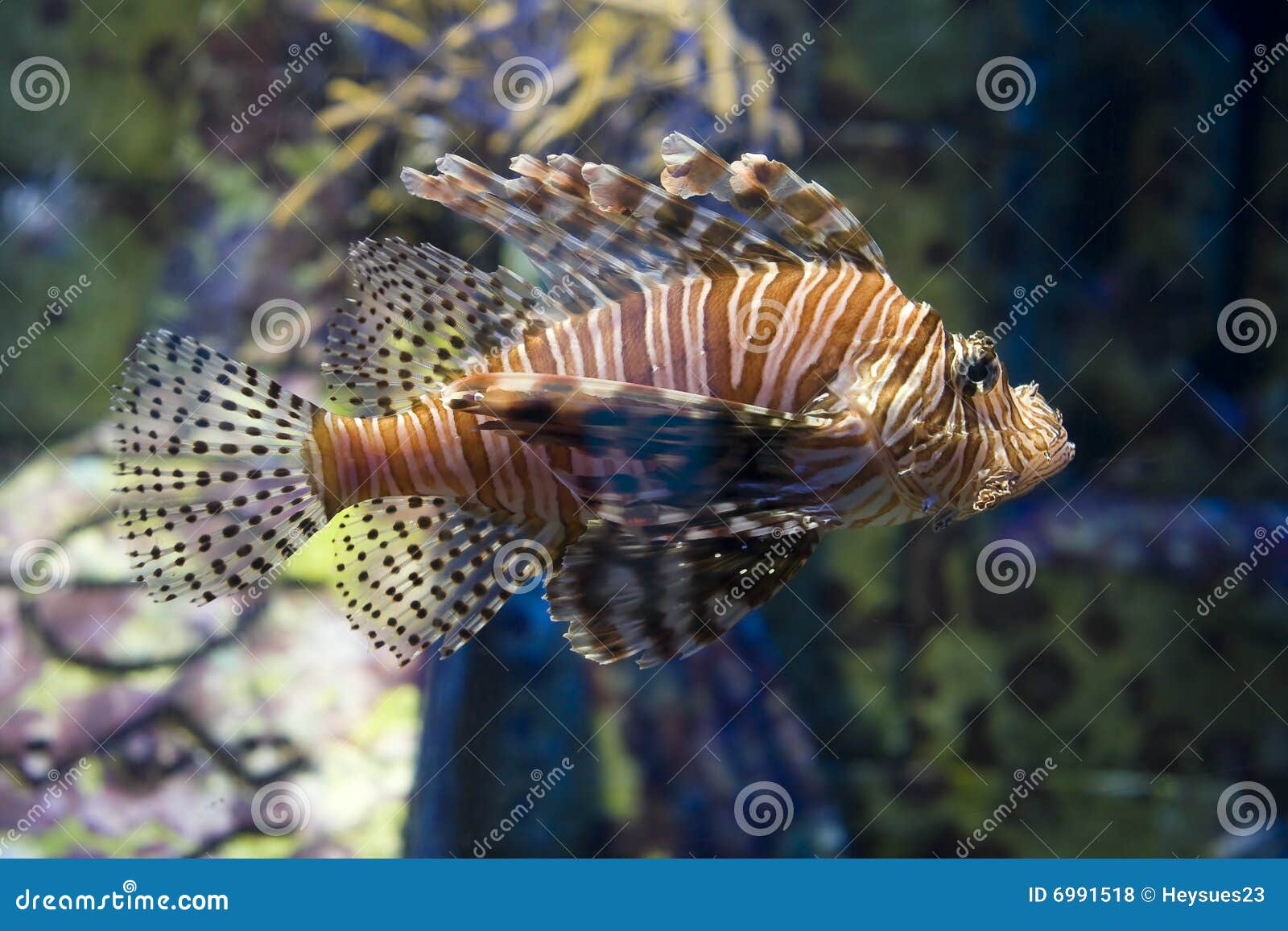 Poisonous saltwater fish stock photo. Image of creature 6991518