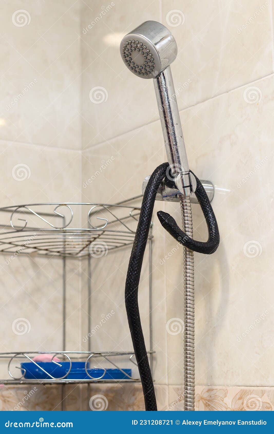 Poisonous Snake in the Bathroom Wrapped Around Stock Image - Image of  inside, shower: 231208721