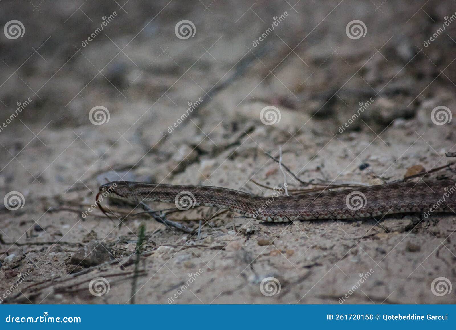 poisonous snake walking in the forest