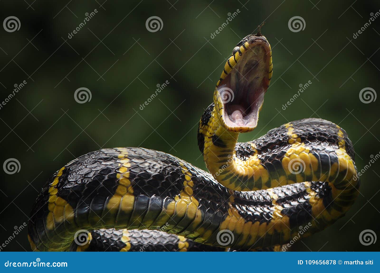 snakes attack the prey