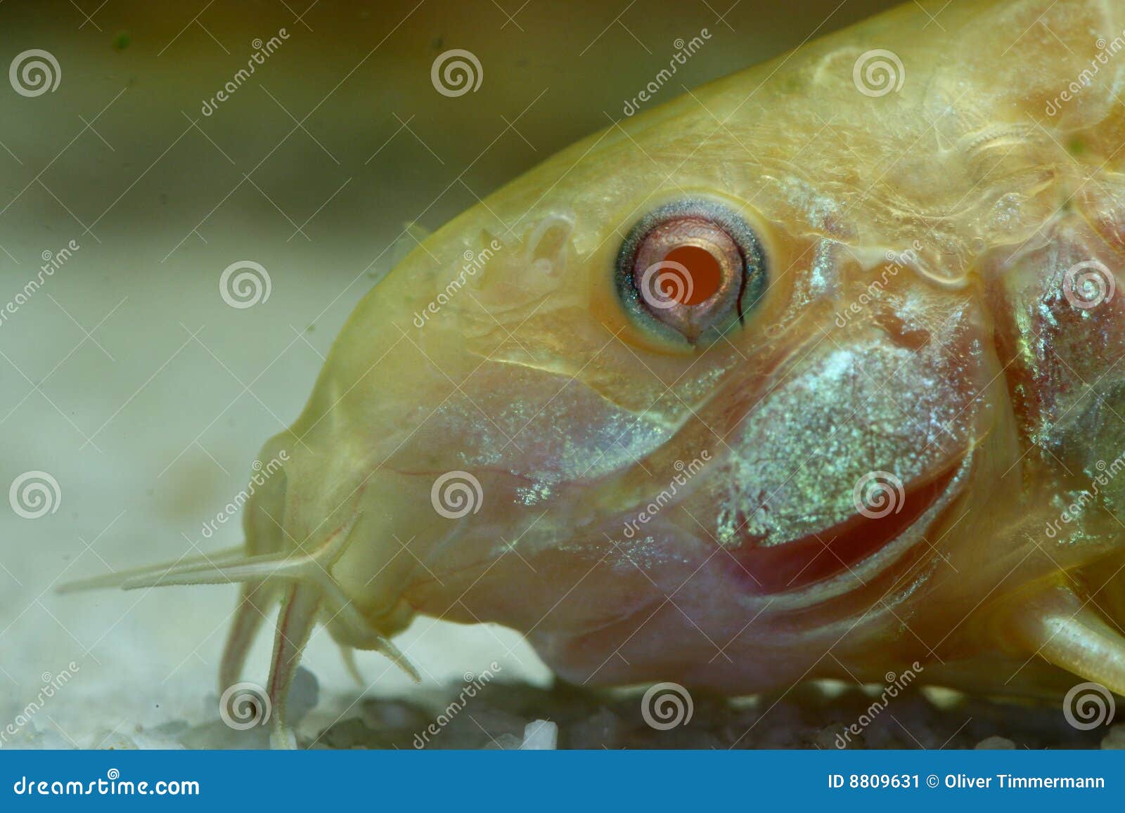 3 Poisson Chat Albinos Photos Libres De Droits Et Gratuites De Dreamstime