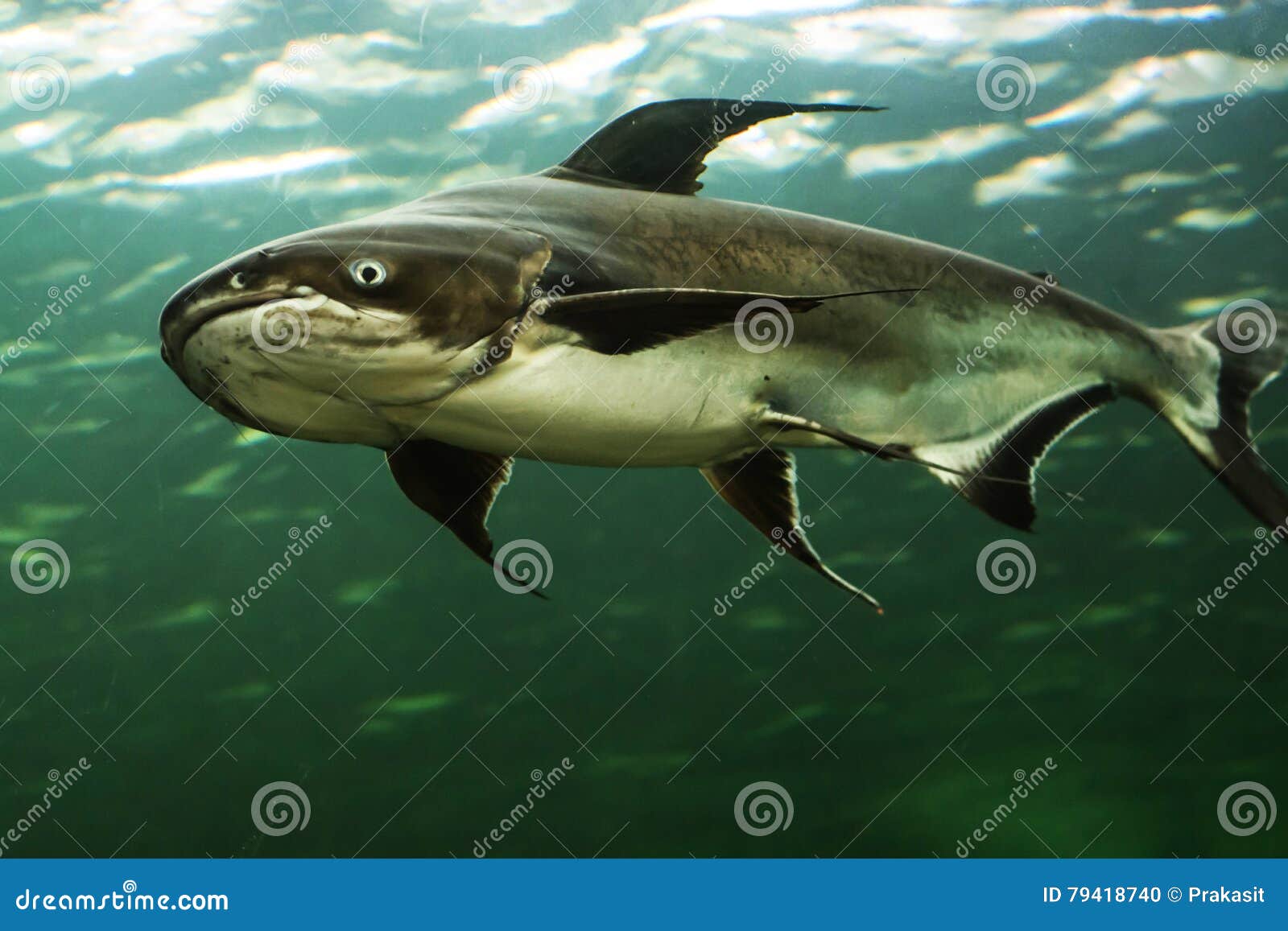 Poisson Chat De Geant Du Mekong Photo Stock Image Du Animal Carpe Poisson Chat De Geant Du Mekong Photo Stock Image Du Animal Carpe