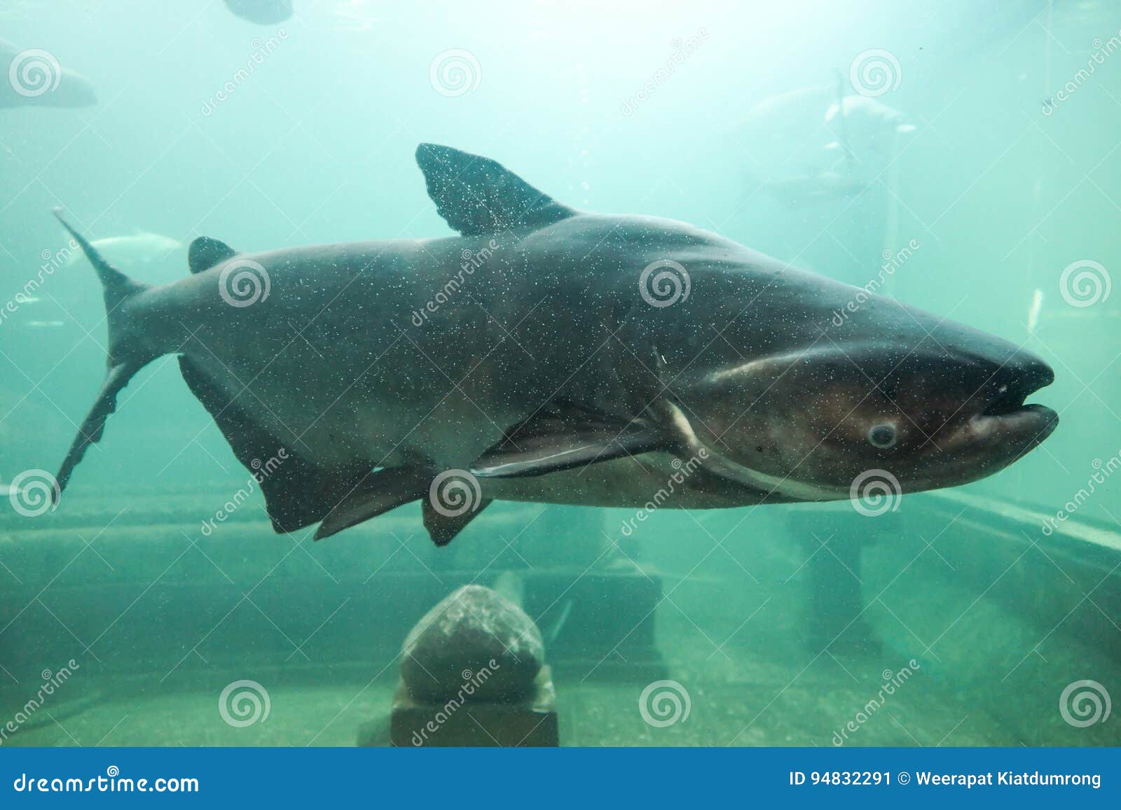 Poisson Chat De Geant Du Mekong Image Stock Image Du Exotique Peche Poisson Chat De Geant Du Mekong Image Stock Image Du Exotique Peche