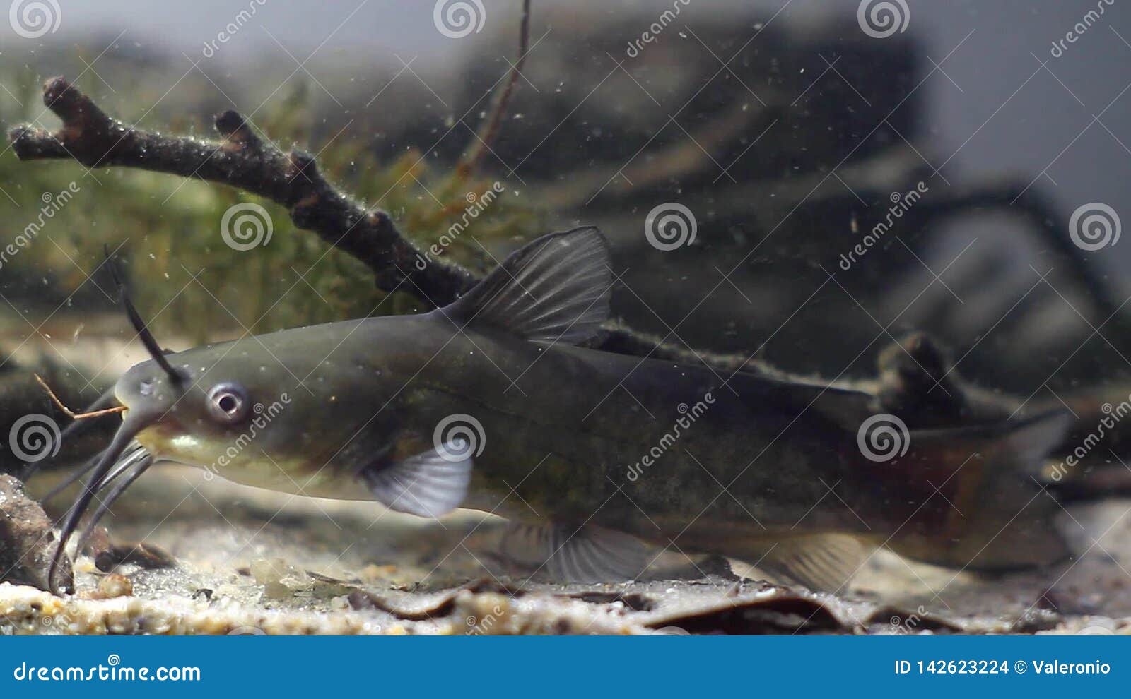 Poisson Chat De La Manche Punctatus Dictalurus Prédateur