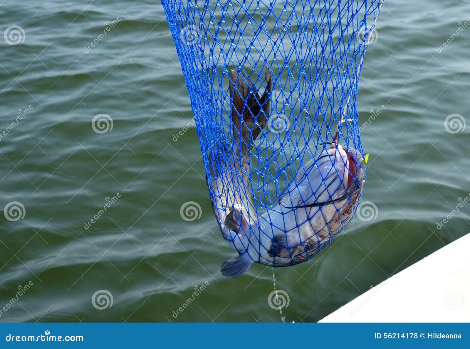 Poisson Chat En Filet De Peche Photo Stock Image Du Poissons Sauvage