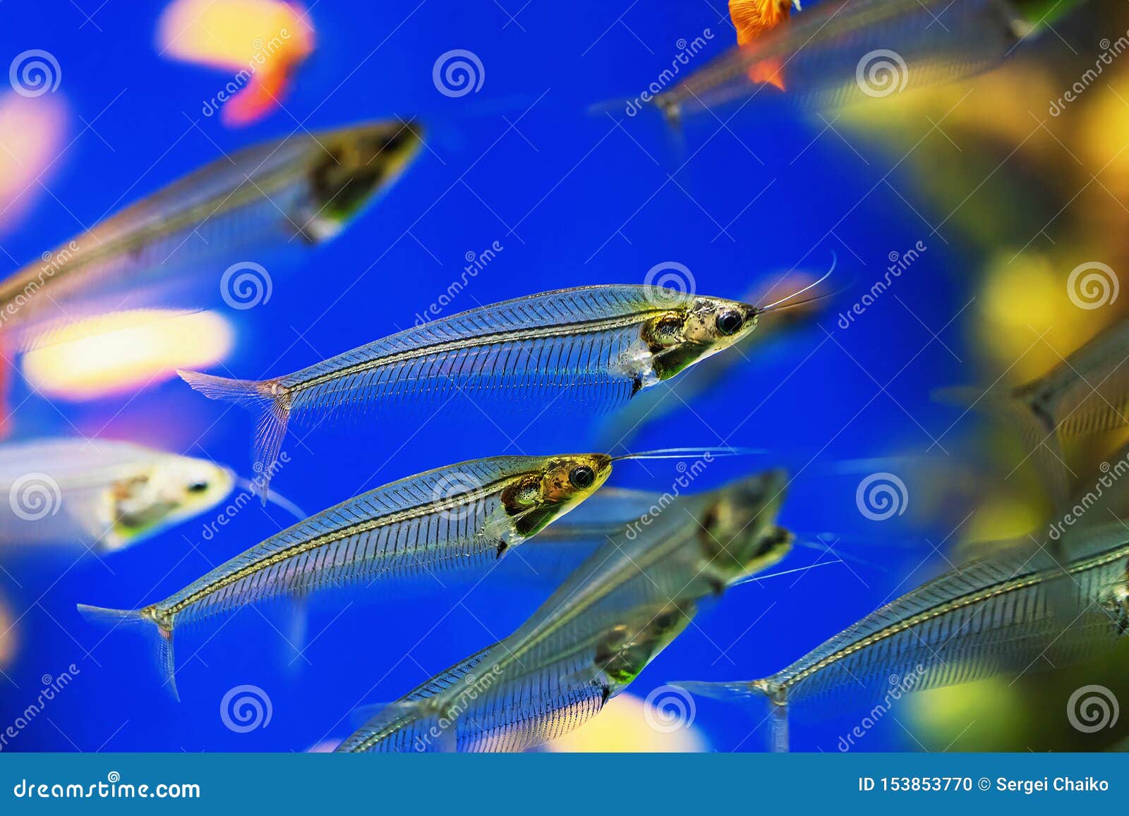 Poisson-chat En Verre Indien Transparent Bicirrhis De Kryptopterus Photo  stock - Image du biologie, exotique: 153853770