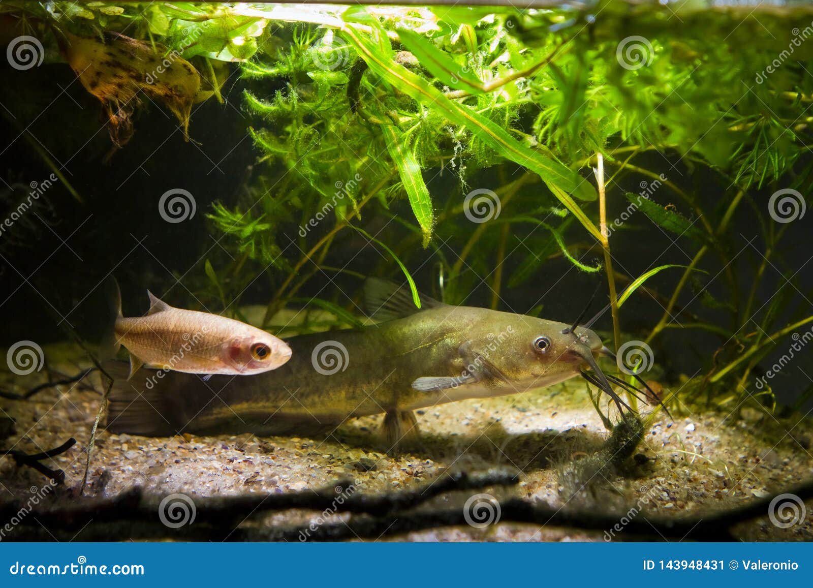 Poisson Chat Prédateur Deau Douce Dangereux De La Manche De