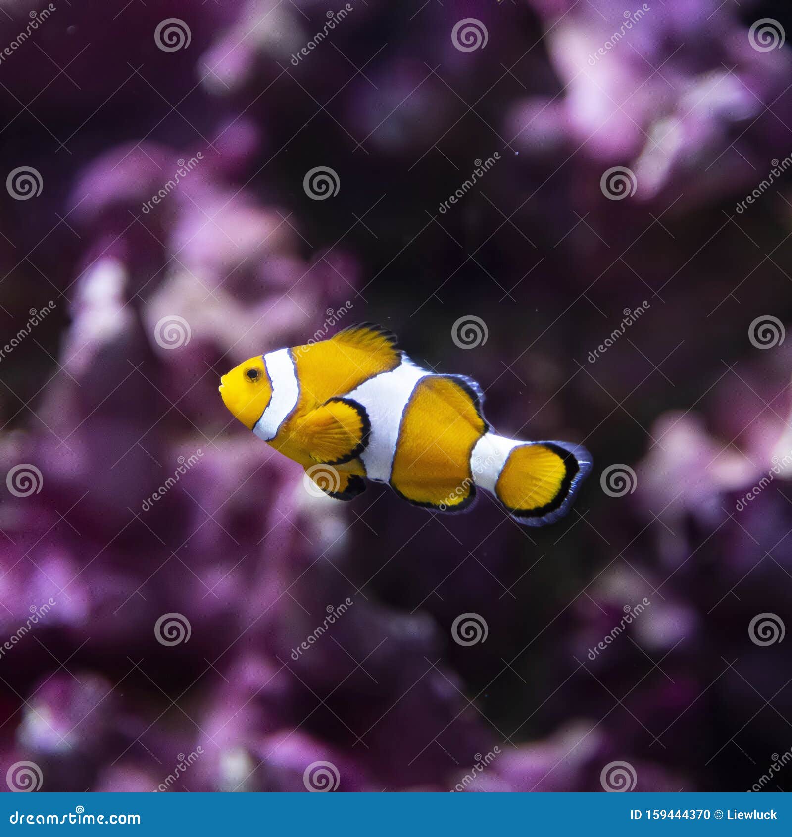 1 9 Poisson Clown Photos Libres De Droits Et Gratuites De Dreamstime 1 9 Poisson Clown Photos Libres De Droits Et Gratuites De Dreamstime