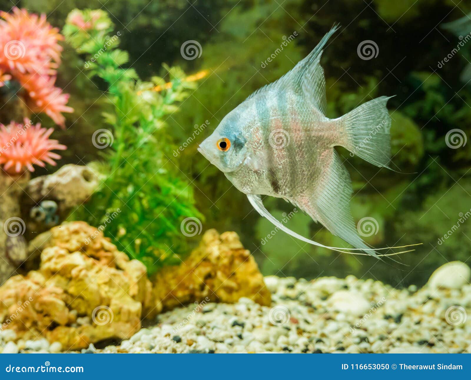 Poisson D'eau Douce Dans L'aquarium Avec Le Sable Et L'usine Photo stock -  Image du frais, pêche: 116653050