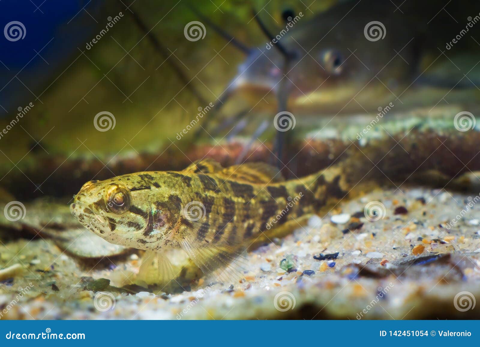 Poisson Deau Douce Juvénile De Dormeur Chinois Glenii De