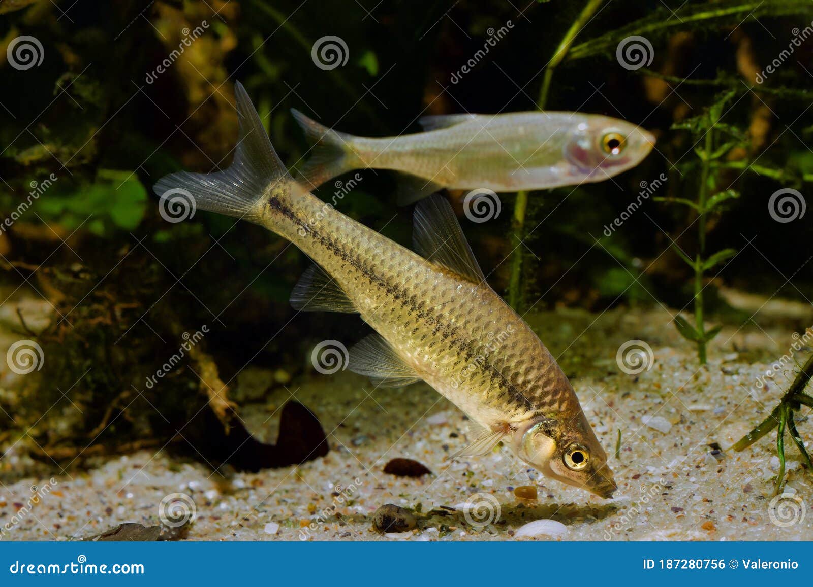 Poisson D'eau Douce Nains Solitaires Agressifs De Pierre De Plot De Moroko  Ou De Topmouth Est Dans L'aquarium De Biotope Photo stock - Image du  commun, destructif: 187280756