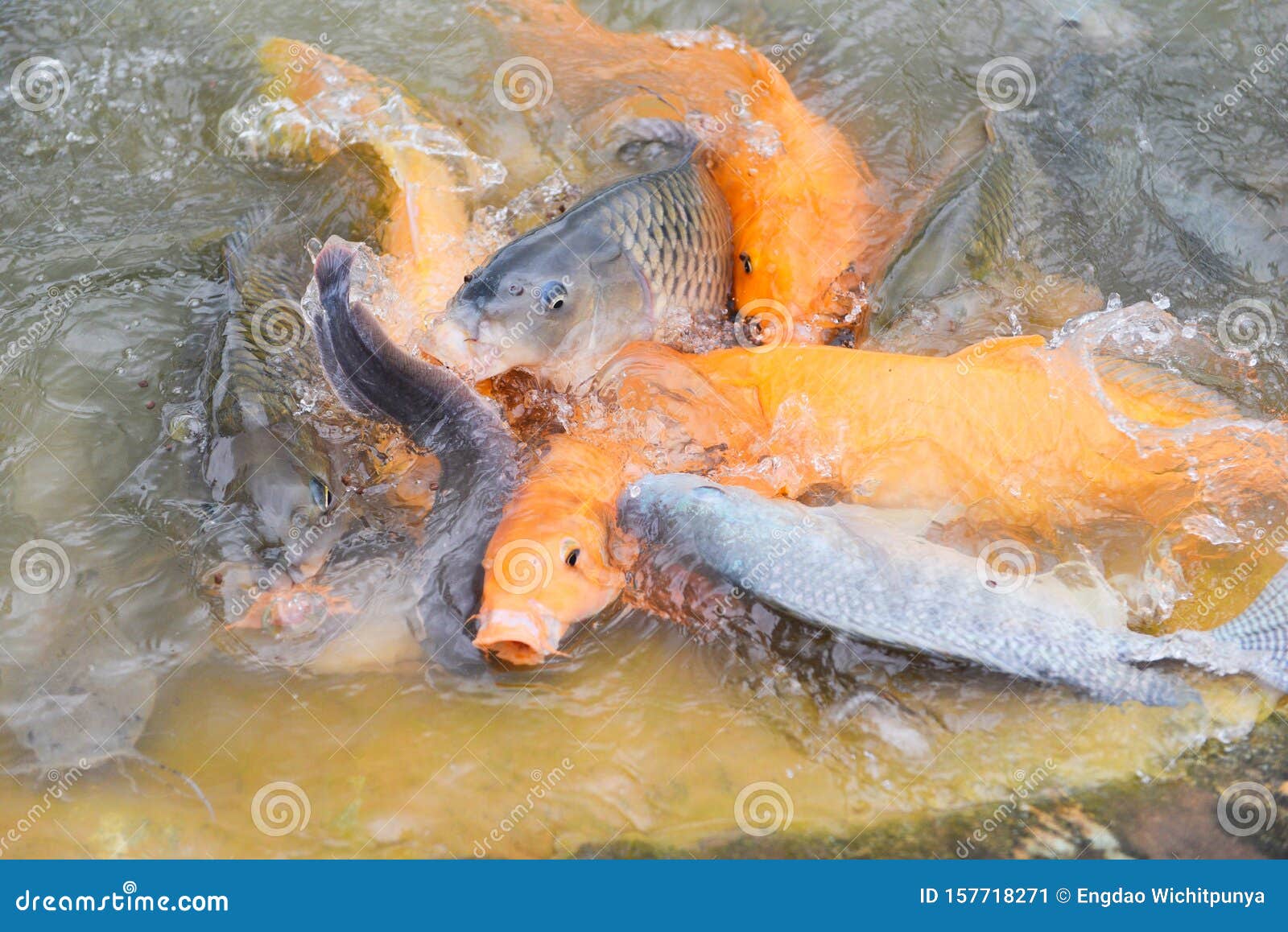 Aliment poisson d'eau douce : esturgeon, carpe, tilapia, catfish