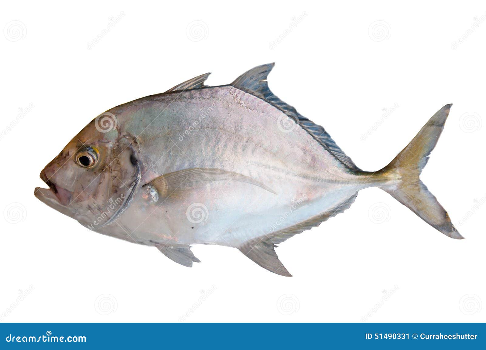 Poisson De Mer Sur Fond Blanc