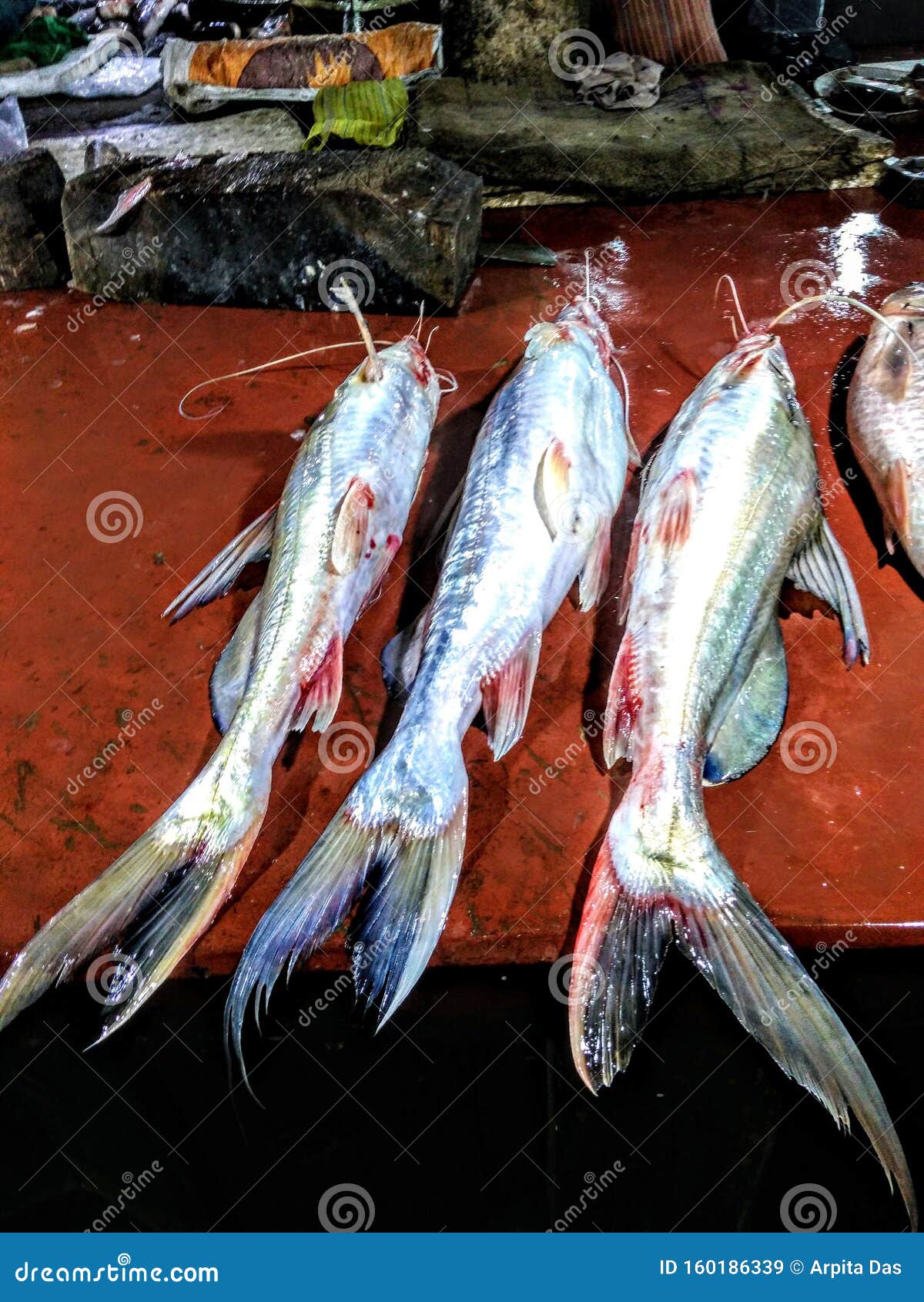 Poisson Geant Du Mekong Un Type De Nourriture Non Vegetale Image Stock Image Du Peau Geant Poisson Geant Du Mekong Un Type De Nourriture Non Vegetale Image Stock Image Du Peau Geant