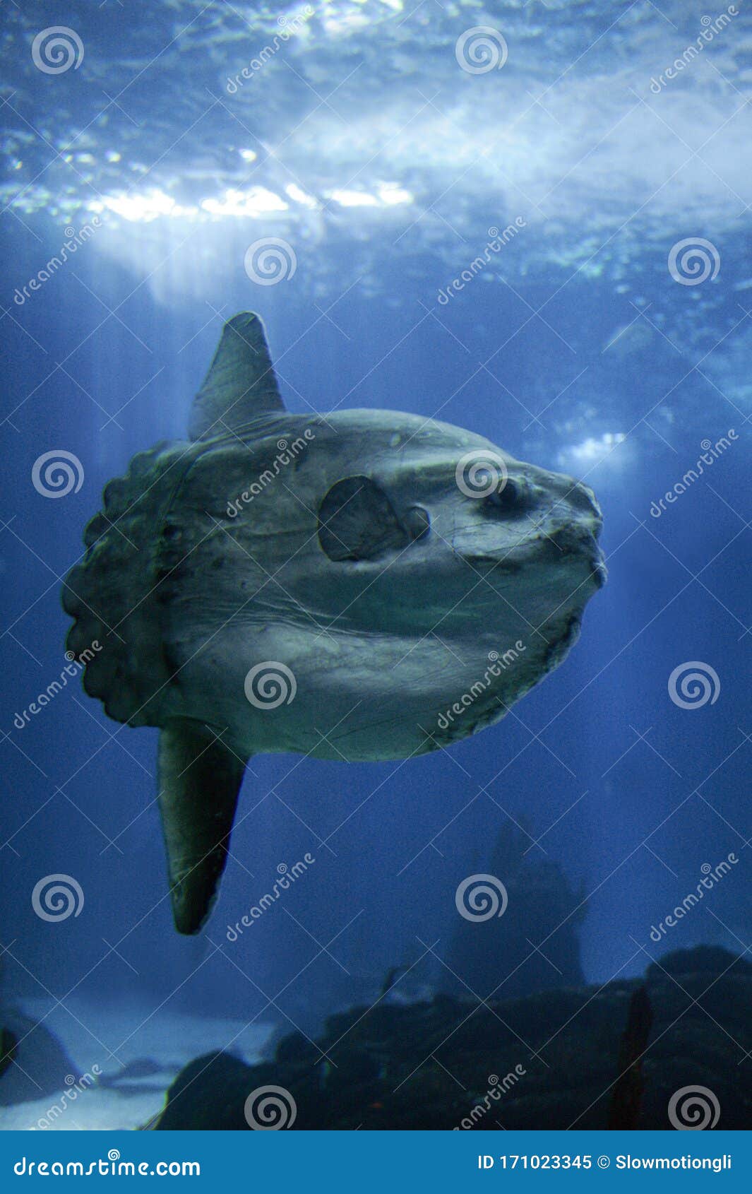 POISSON LUNE mola mola stock image. Image of fish, profile - 171023345