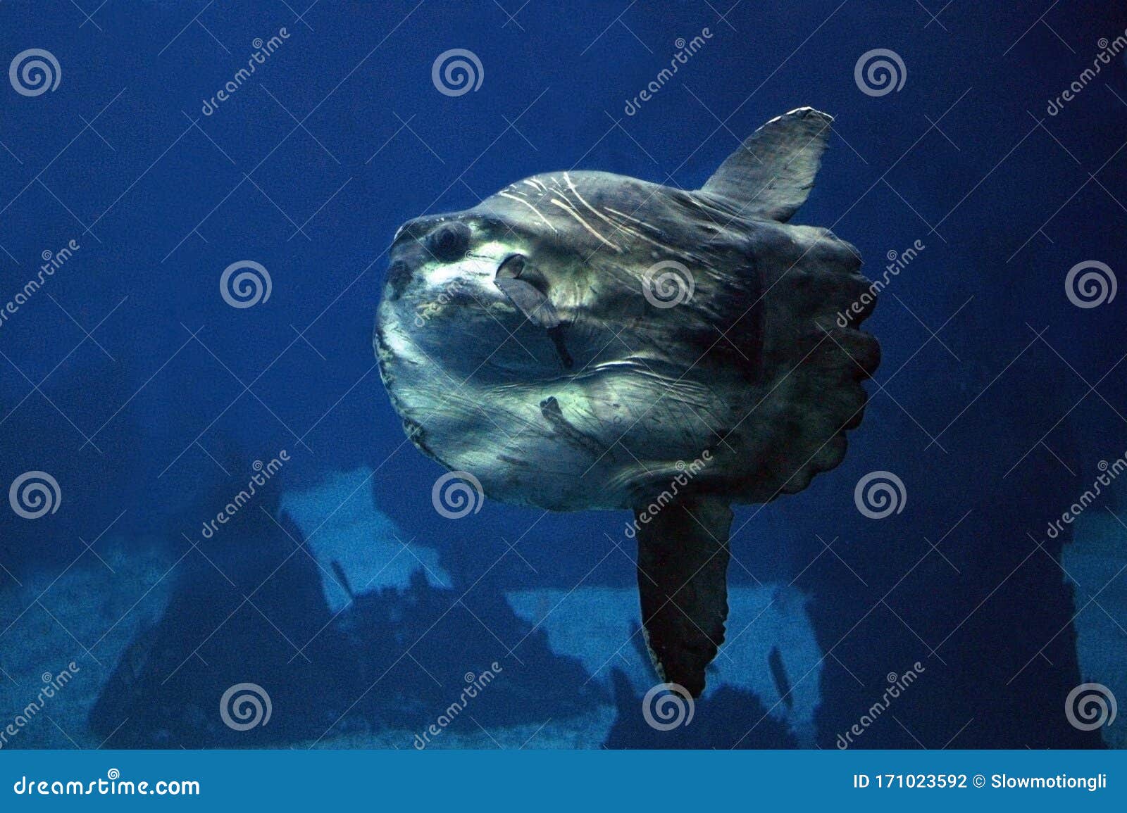 POISSON LUNE mola mola stock photo. Image of fish, animal - 171023592