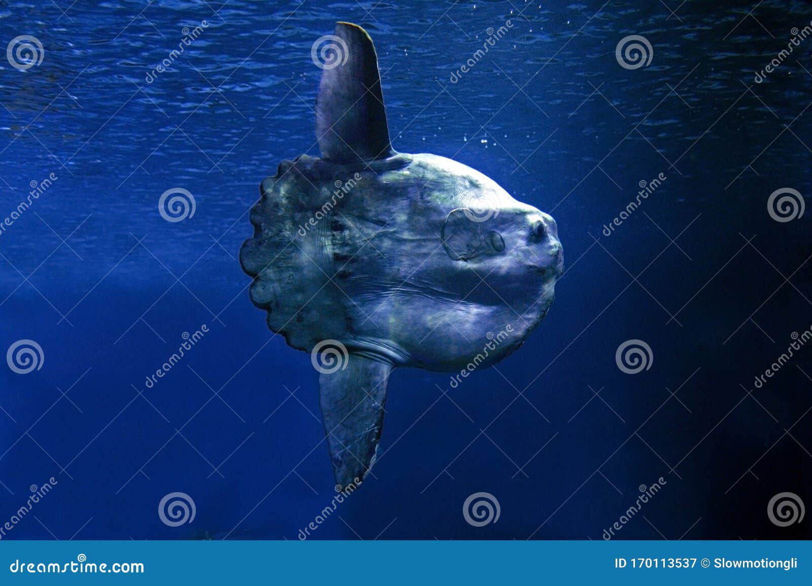 POISSON LUNE mola mola stock image. Image of profile - 170113537