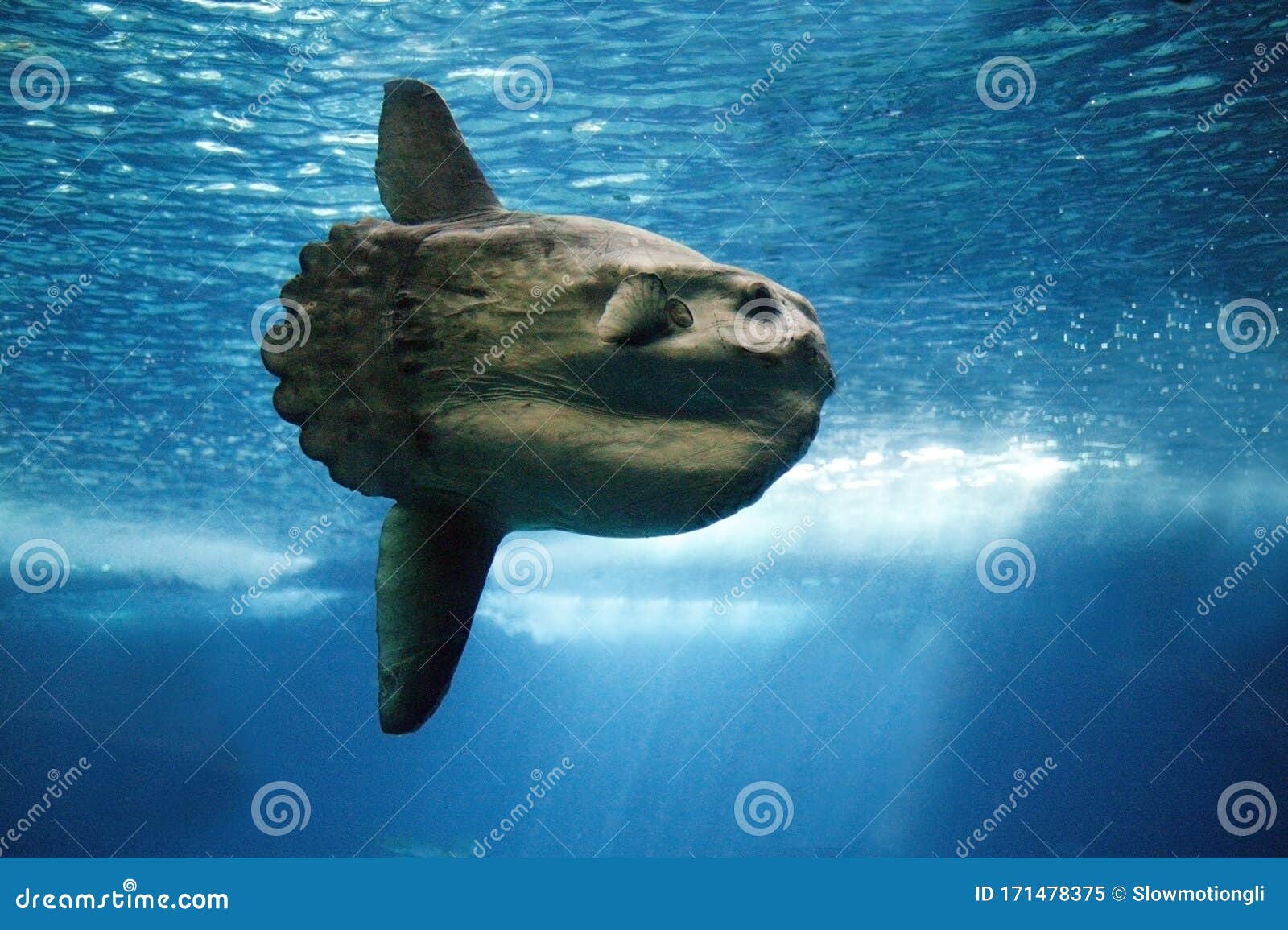 POISSON LUNE mola mola stock image. Image of view, aquatic - 171478375