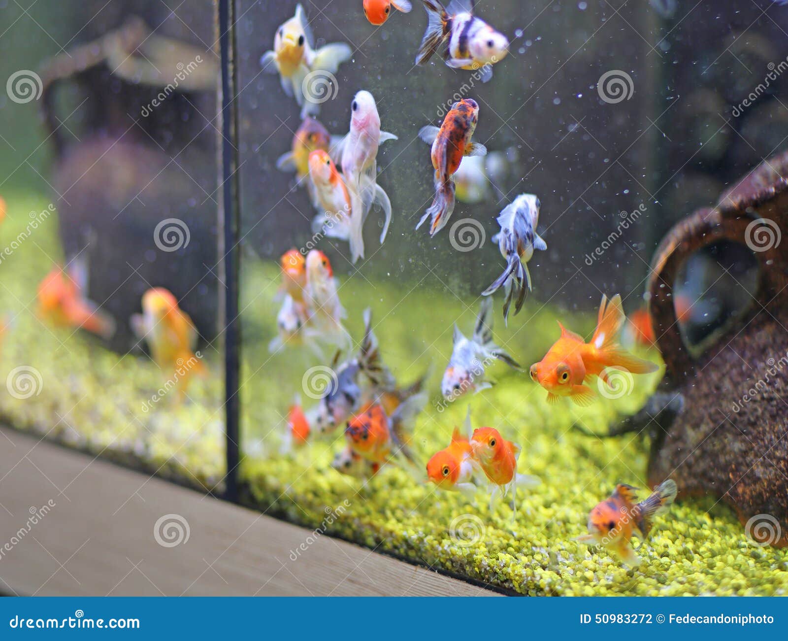 25 700+ Aquarium Poisson Rouge Photos, taleaux et images libre de