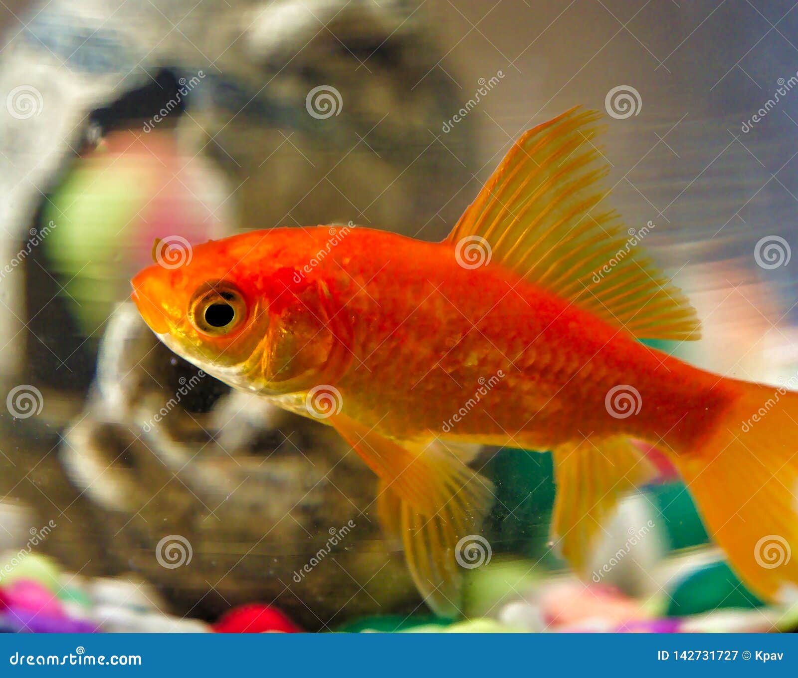 Poisson Rouge Dans Un Bocal Poissons Photos Libres De Droits Et Gratuites De Dreamstime Poisson Rouge Dans Un Bocal Poissons Photos Libres De Droits Et Gratuites De Dreamstime