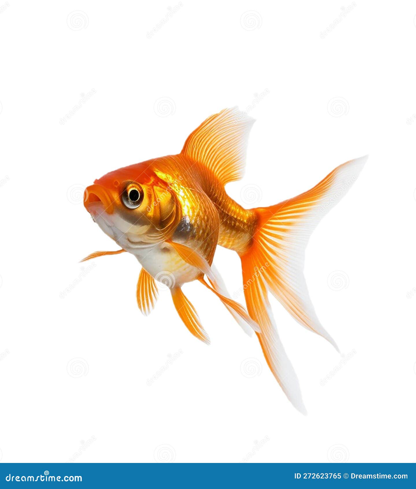 Poisson Rouge Isolé Sur Fond Transparent Illustration Stock - Illustration  du faune, animal: 272623765