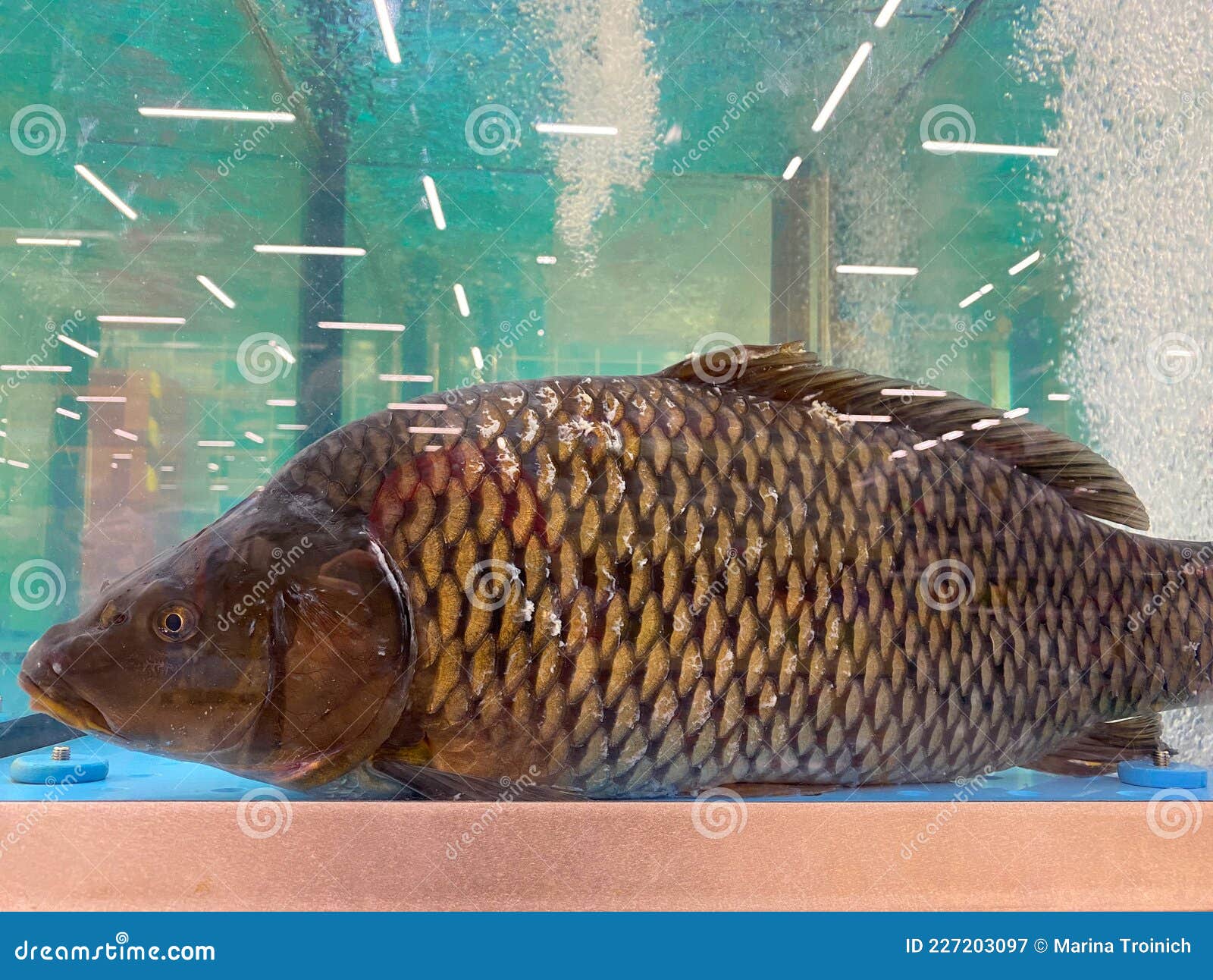 Poisson Vivant Prêt à être Vendu Dans Un Supermarché. Poisson