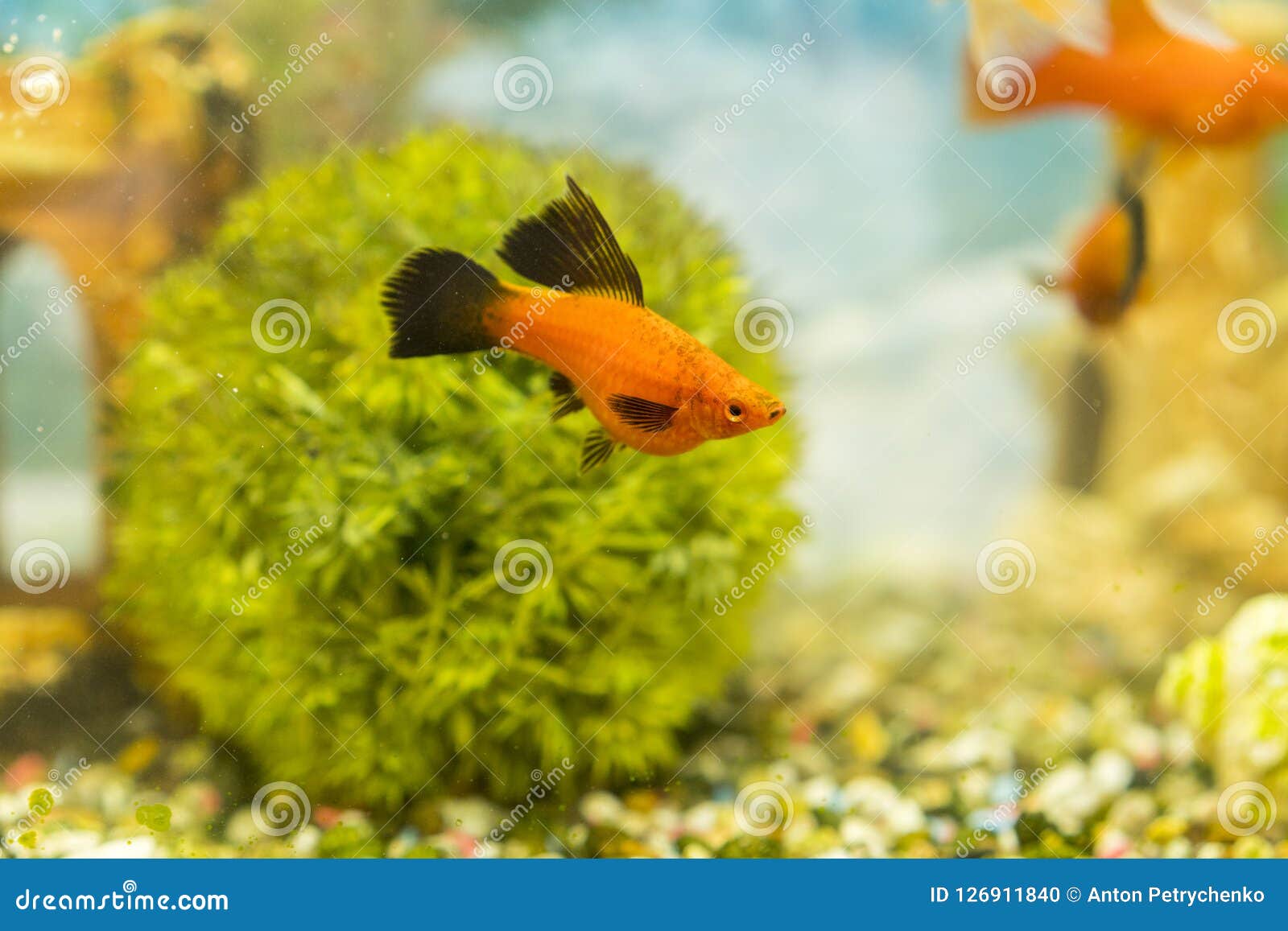 Poissons Colorés Tropicaux Nageant Dans Laquarium Avec Des