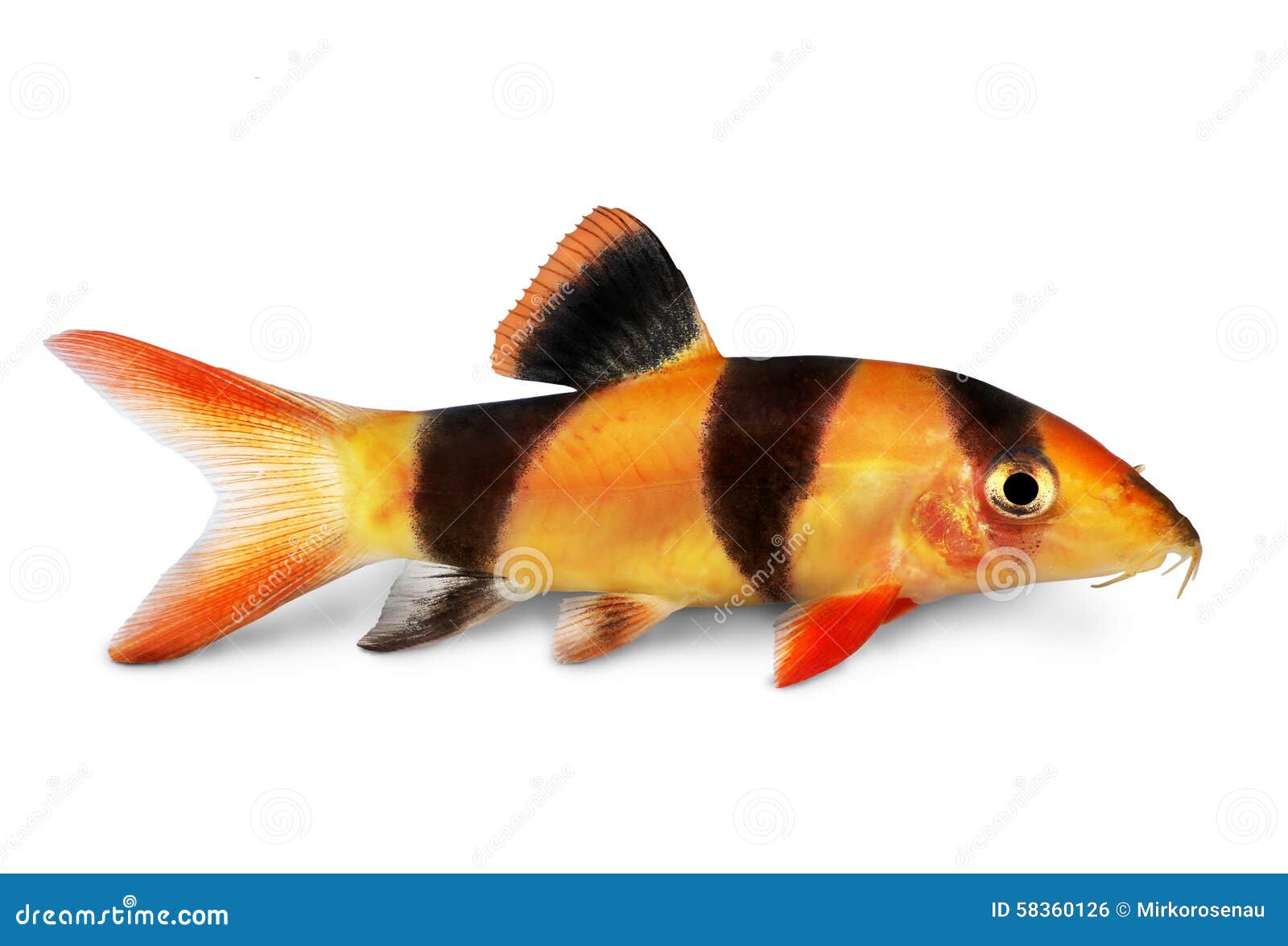 Poissons D Aquarium De Macracanthus De Botia De Poisson Chat De Botia De Tigre De Loche De Clown Photo Stock Image Du Noir Blanc Poissons D Aquarium De Macracanthus De Botia De Poisson Chat De Botia De Tigre De Loche De Clown Photo Stock Image Du Noir Blanc