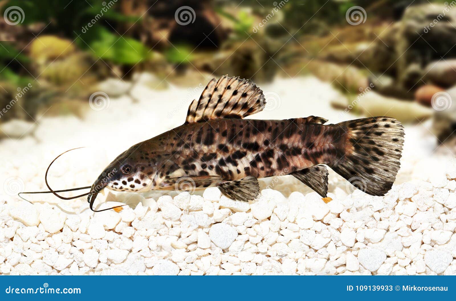 Poissons D Aquarium De Thoracatum De Hoplosternum De Poisson Chat De Hoplo De Port Image Stock Image Du Bain Barbeau Poissons D Aquarium De Thoracatum De Hoplosternum De Poisson Chat De Hoplo De Port Image Stock Image Du Bain Barbeau