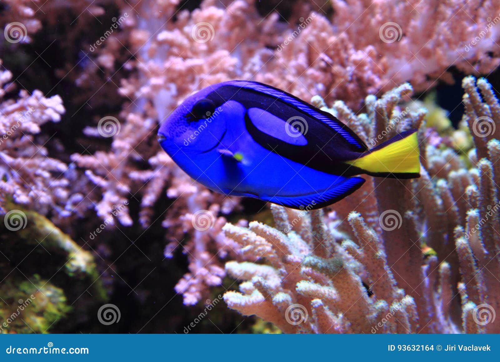 Poissons Deau De Mer Exotiques Photo Stock Image Du Marin