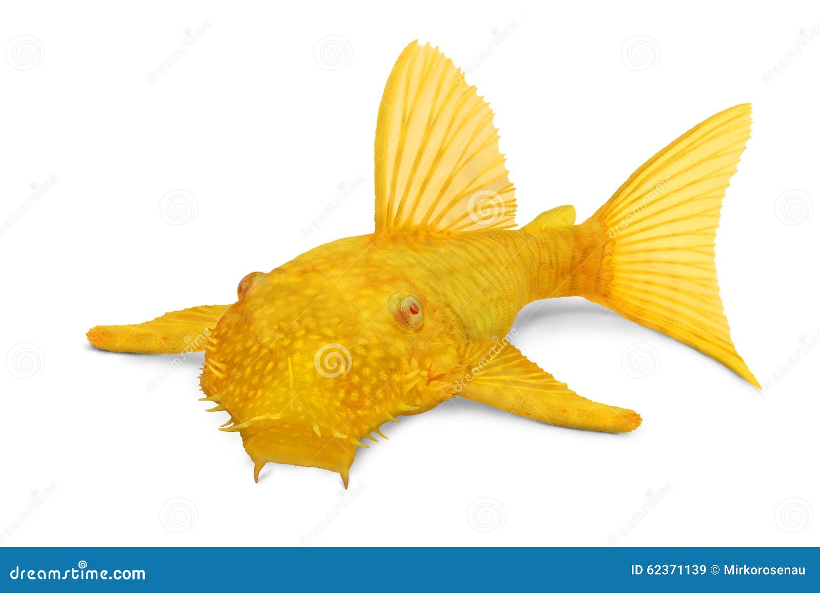 Poissons D Eau Douce Tropicaux D Aquarium De Bristlenose D Ancistrus De Pleco Albinos Masculin D Or De Poisson Chat Image Stock Image Du Ecart Frais Poissons D Eau Douce Tropicaux D Aquarium De Bristlenose D Ancistrus De Pleco Albinos Masculin D Or De Poisson Chat Image Stock Image Du Ecart Frais
