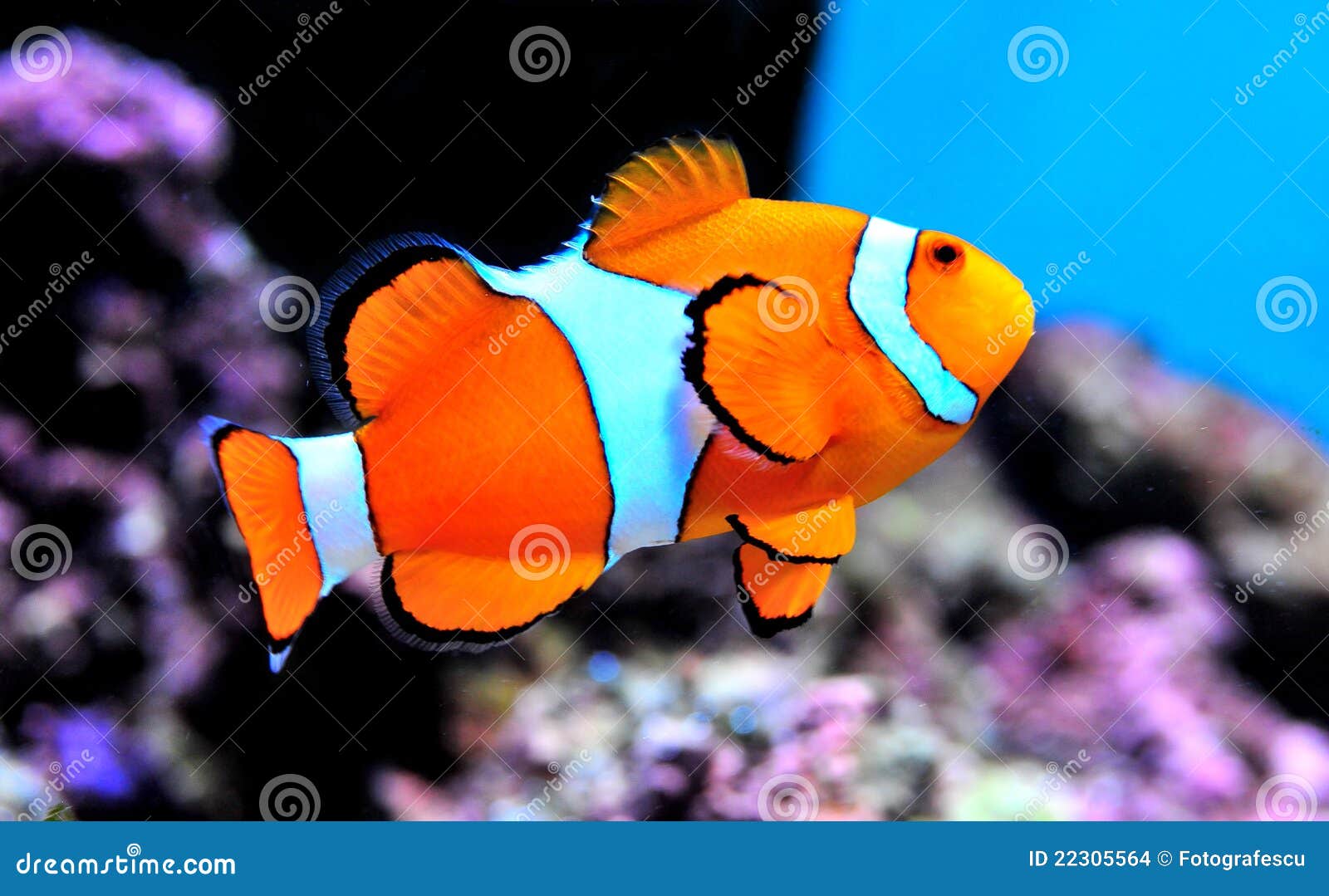 1 640 867 Poissons Photos Libres De Droits Et Gratuites De Dreamstime