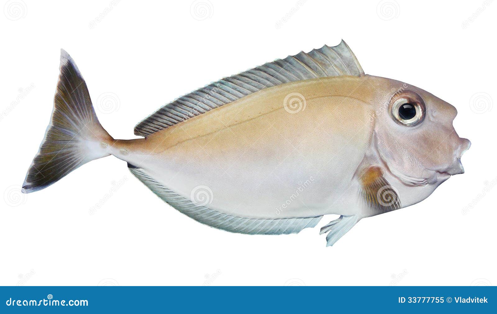 92,493 Photos de Une D Un Poisson Exotique Dans Un Aquarium - Photos de  stock gratuites et libres de droits de Dreamstime