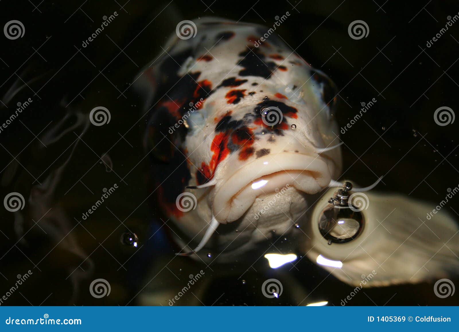 Poissons Exotiques, Japon Koi Image stock Image du fond, roche 1405369