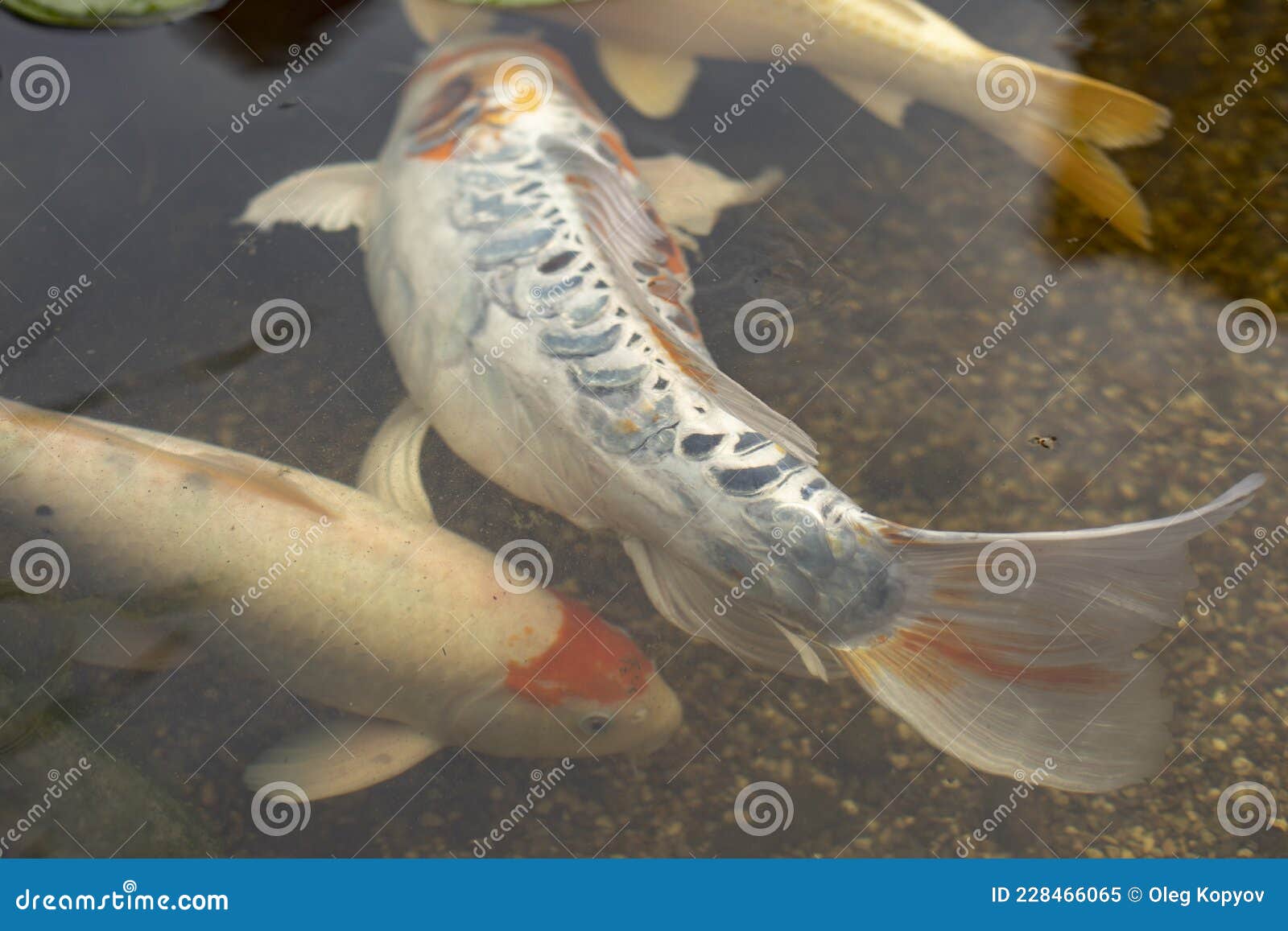 Poissons Tropicaux Nageant Dans Un Réservoir Coloré