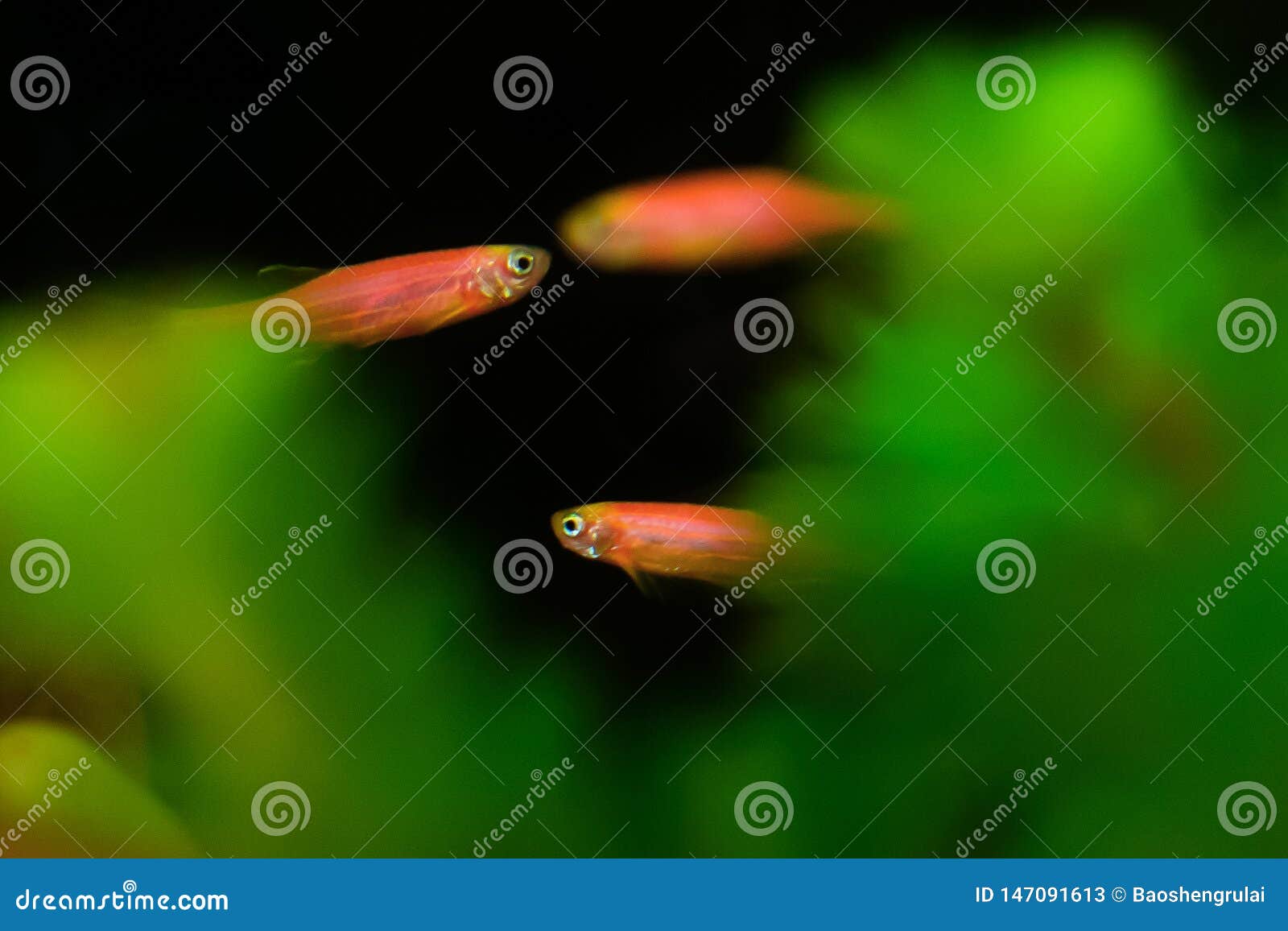 Poissons Rouges De Zèbre Image Stock Image Du Culture