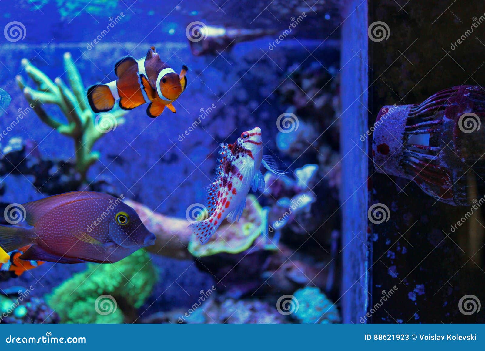 Poissons Tropicaux Dans Le Réservoir Marin D'aquarium Image stock - Image  du récifs, nature: 88621923