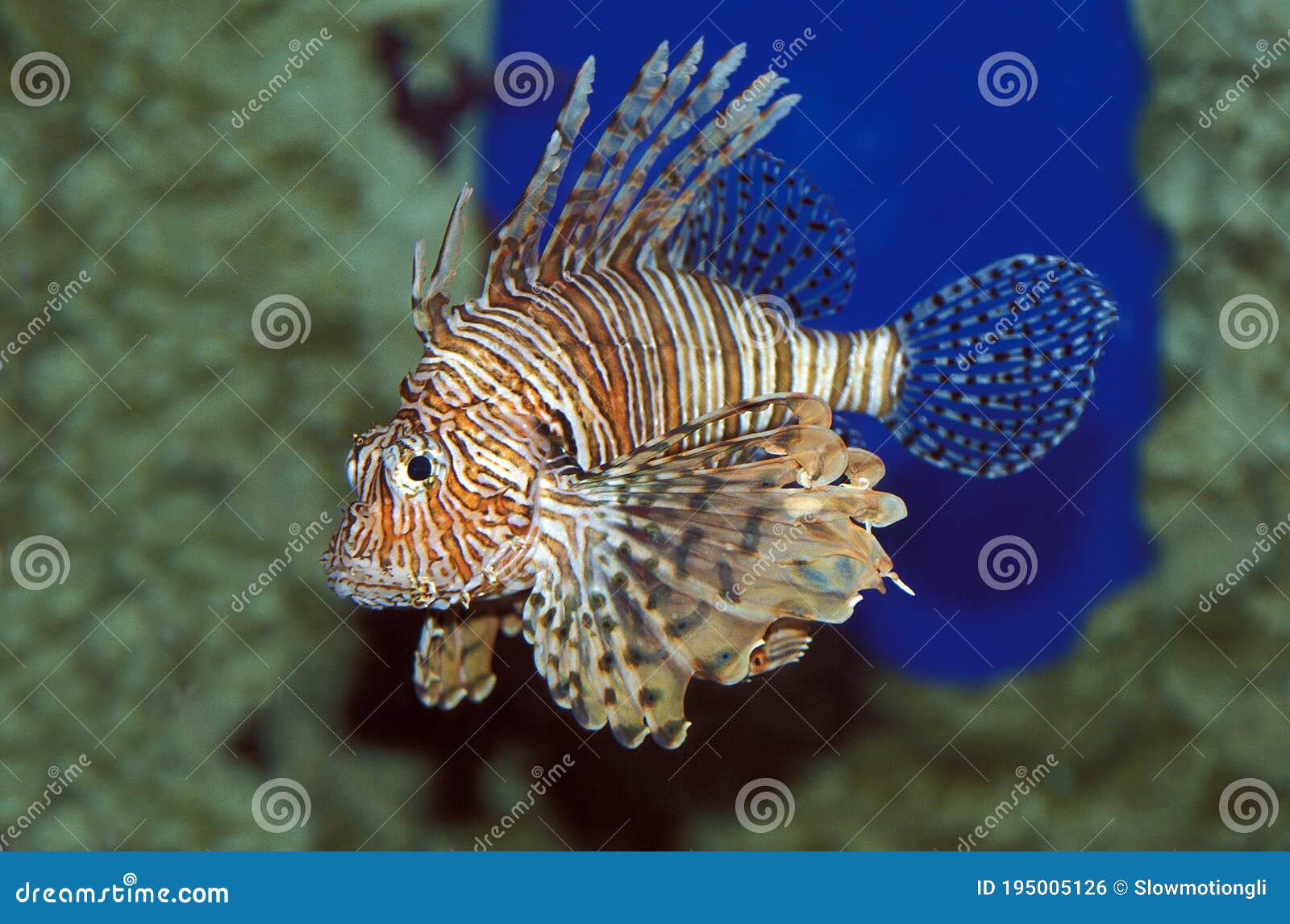 Poissons Venimeux De Lion De Poissons Volitans Communs De Pterois ...