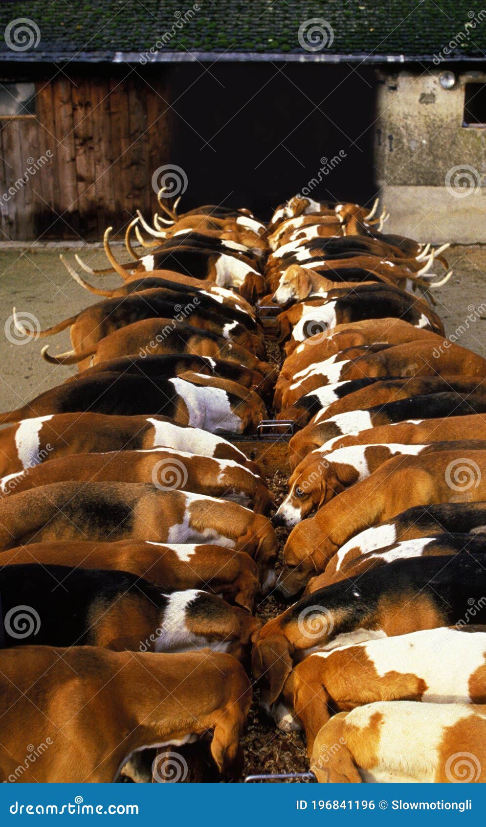 Poitevin Dog, Pack eating stock photo. Image of pets 196841196