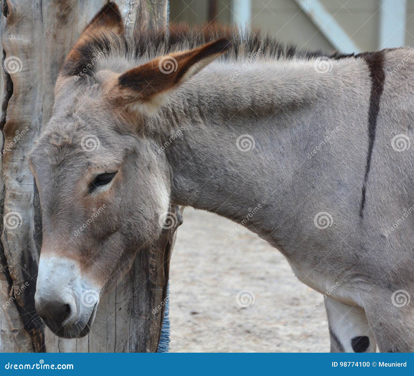 Donkey with head up his ass