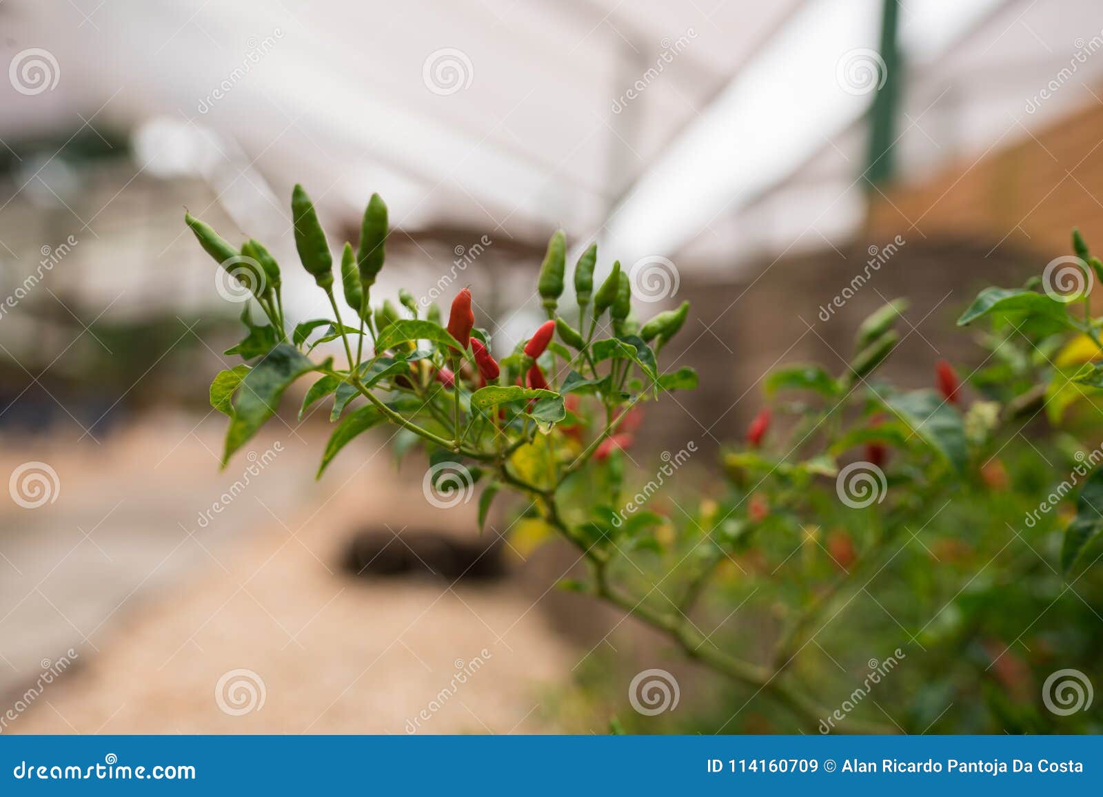 Le poivron rouge de serre 