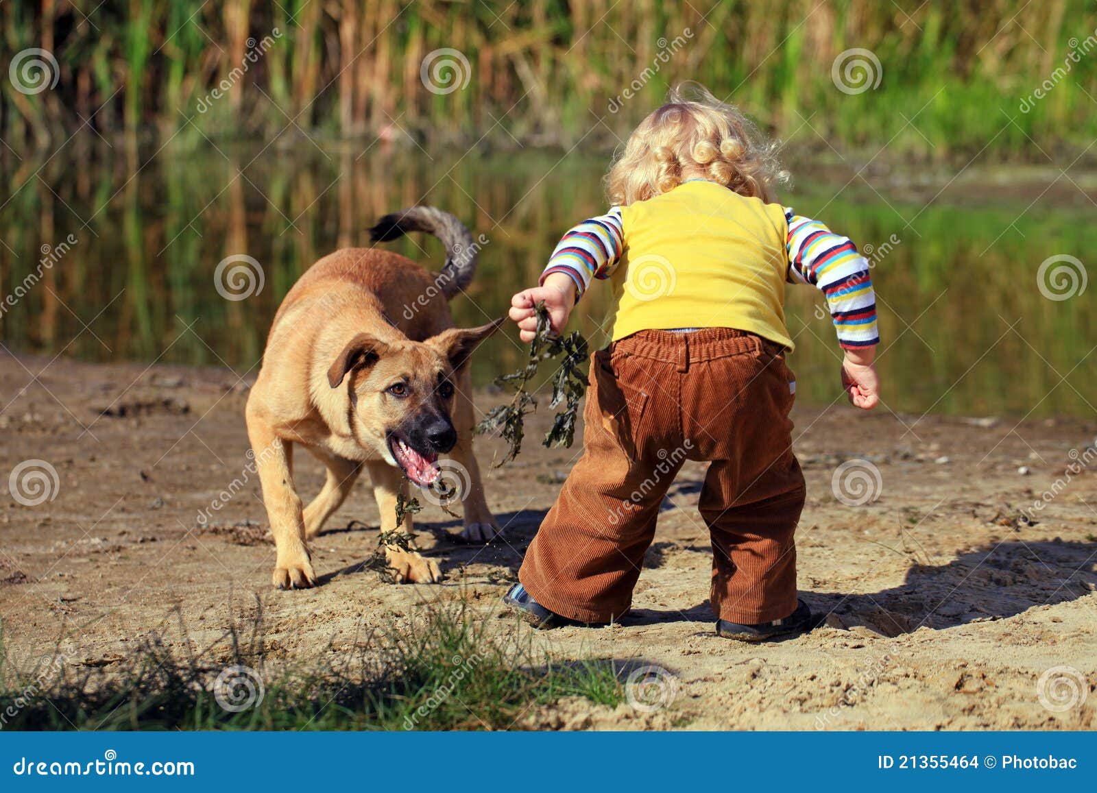 Pojkehund hans little som leker. Strandpojkehund hans små leka flod