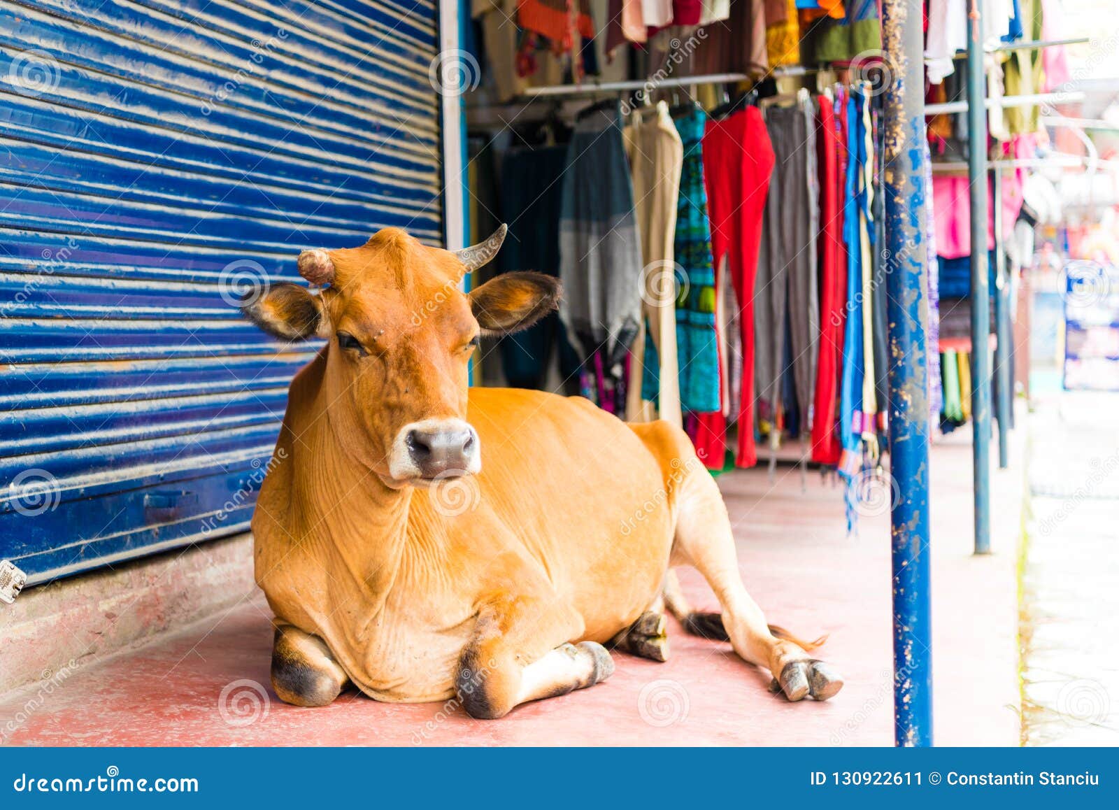 Sacred Cows in Pokhara Town, Nepal Editorial Photo - Image of destination, religion: 130922611 Sacred Cows in Pokhara Town, Nepal Editorial Photo - Image of destination, religion: 130922611