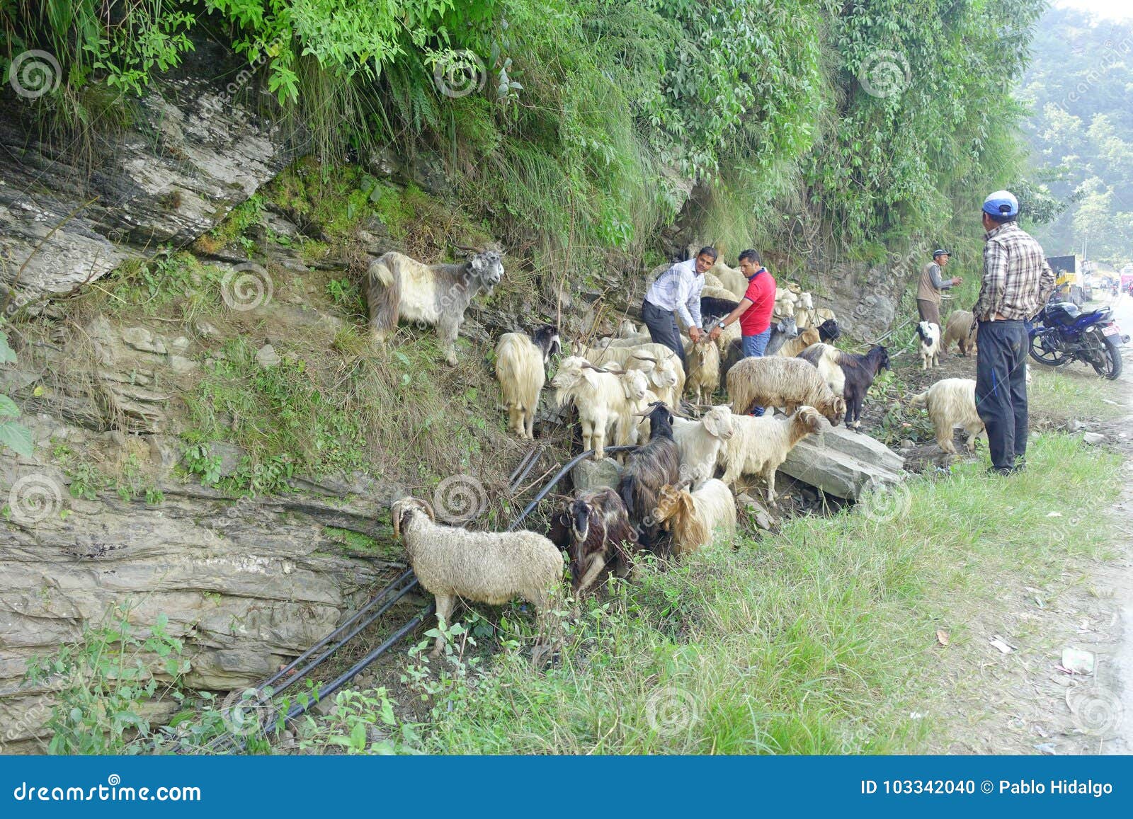 Pokhara Nepal September 04 2017 Shepherd Take Care Of Flocks Of