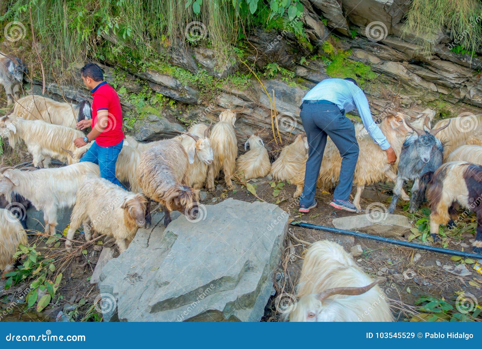 Pokhara Nepal September 04 2017 Shepherd Take Care Of Flocks Of