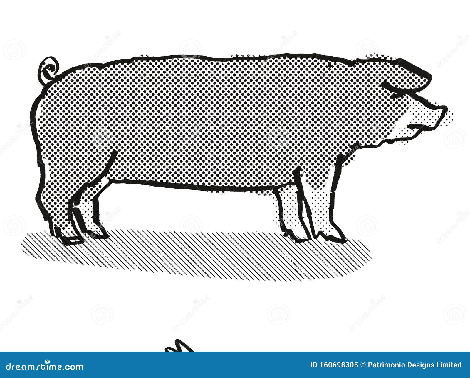 Poland China Pig Breed Cartoon Retro Drawing Stock Illustration