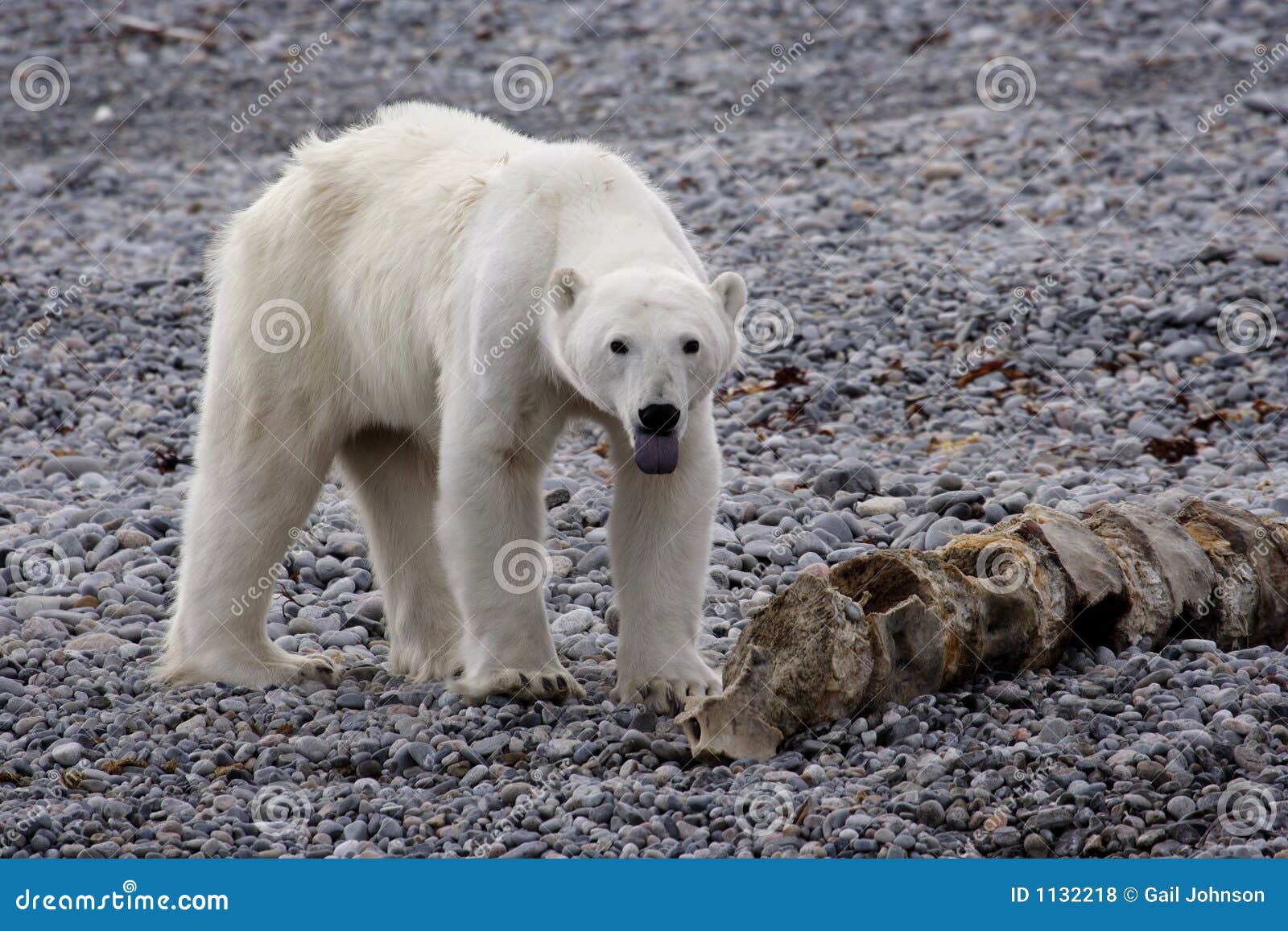 Polar Bear Skinny Stock Photos Free & RoyaltyFree Stock Photos from